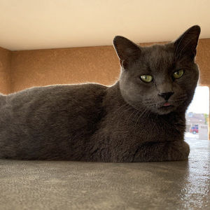 Meet your Posher, Elizabeth